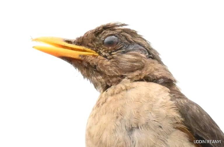 Birds of Lagos (African Thrush - Turdus pelios).
#BirdsOfLagos
