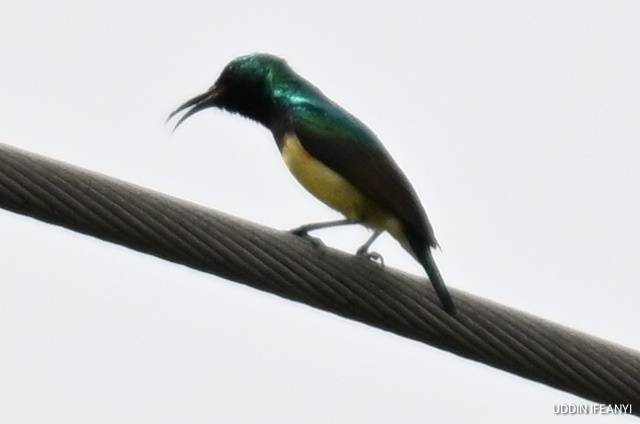 Birds of Lagos (Variable Sunbird -Cinnyris venustus).
#BirdsOfLagos