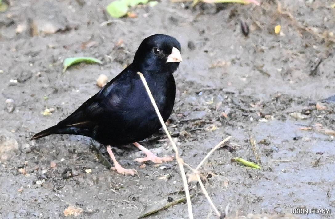 Birds of Lagos (Village Indigobird - Vidua chalybeata).
#BirdsOfLagos