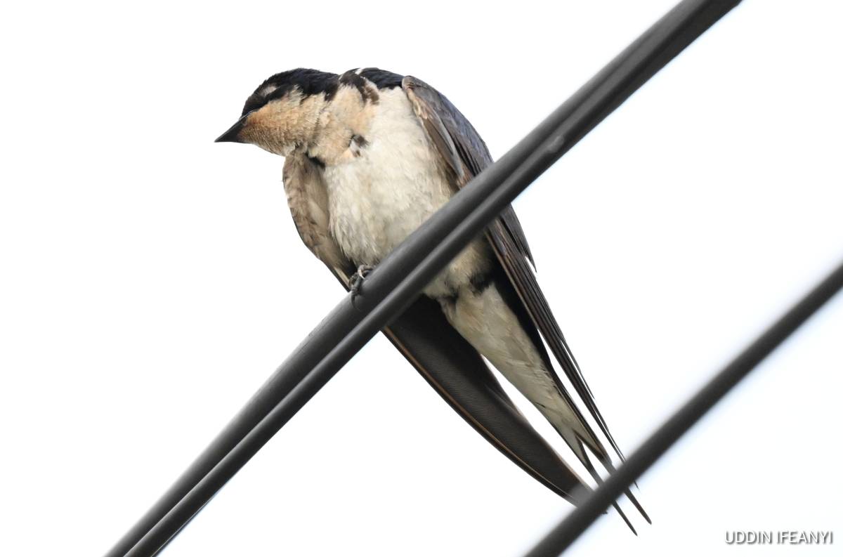 Birds of Lagos (Ethiopian swallow - Hirundo aethiopica).
#BirdsOfLagos