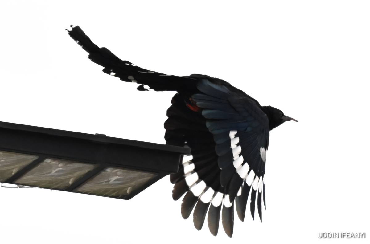 Birds of Lagos (Green Woodhoopoe - Phoeniculus purpureus).
#BirdsOfLagos
