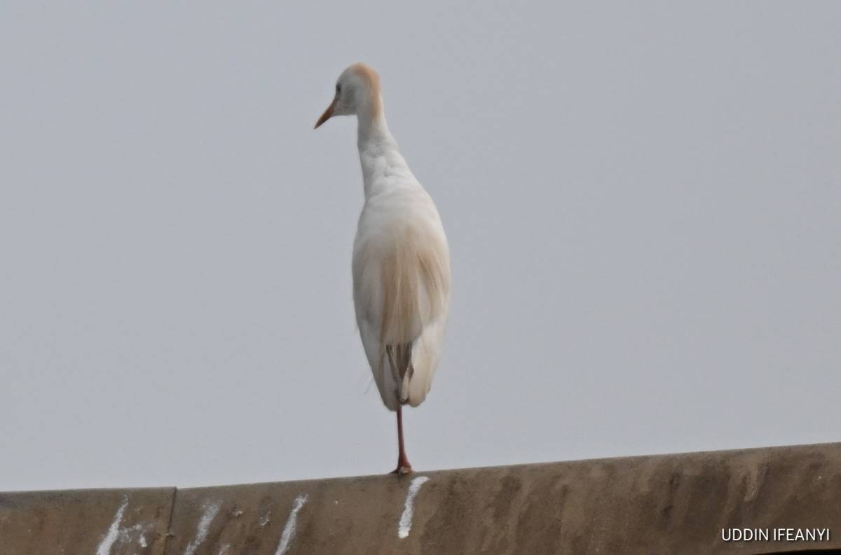 Birds of Lagos (Western Cattle Egret - Ardea  Ibis).
#BirdsOfLagos