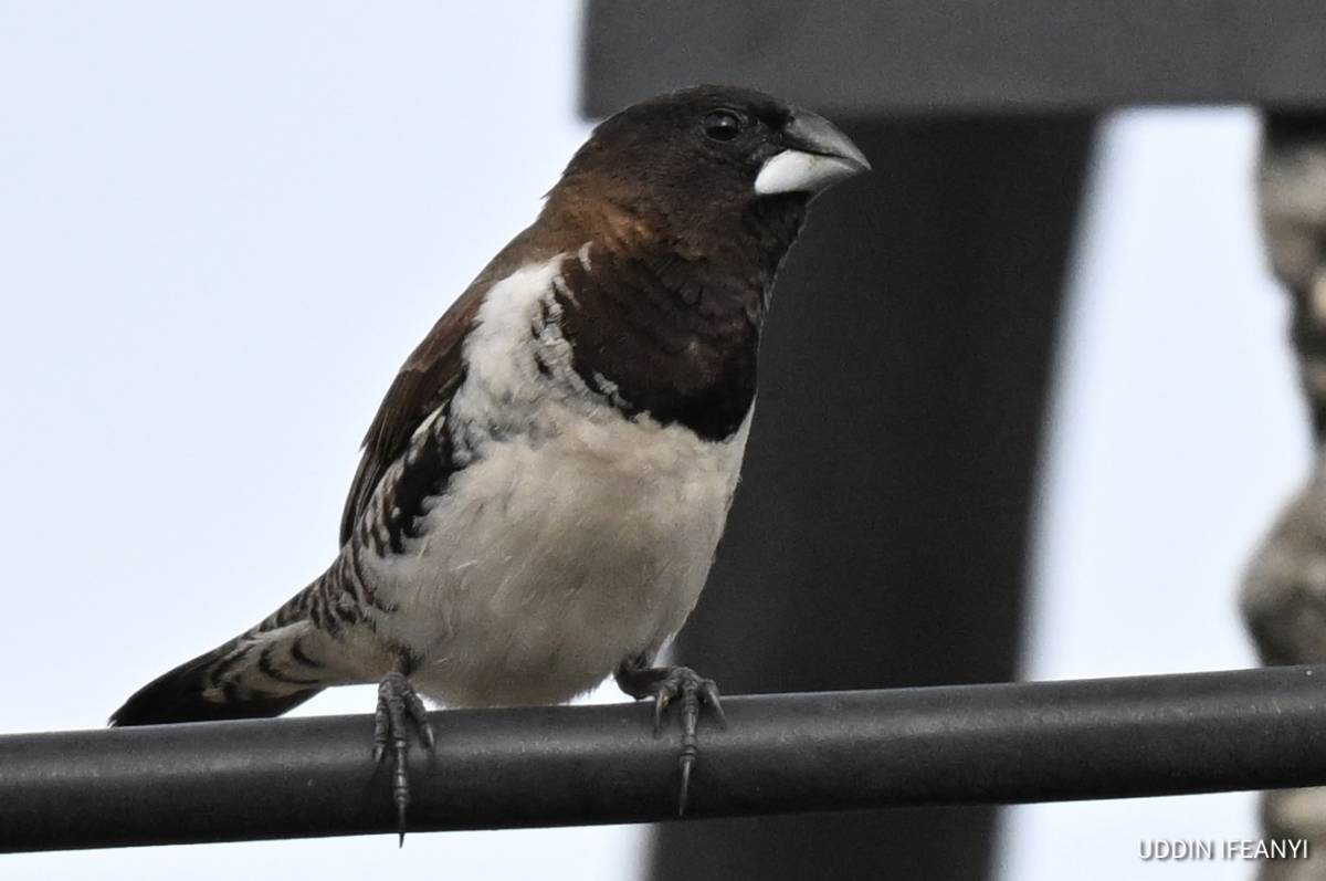 Birds of Lagos (Bronze Mannikin - Spermestes cucullata).
#BirdsOfLagos