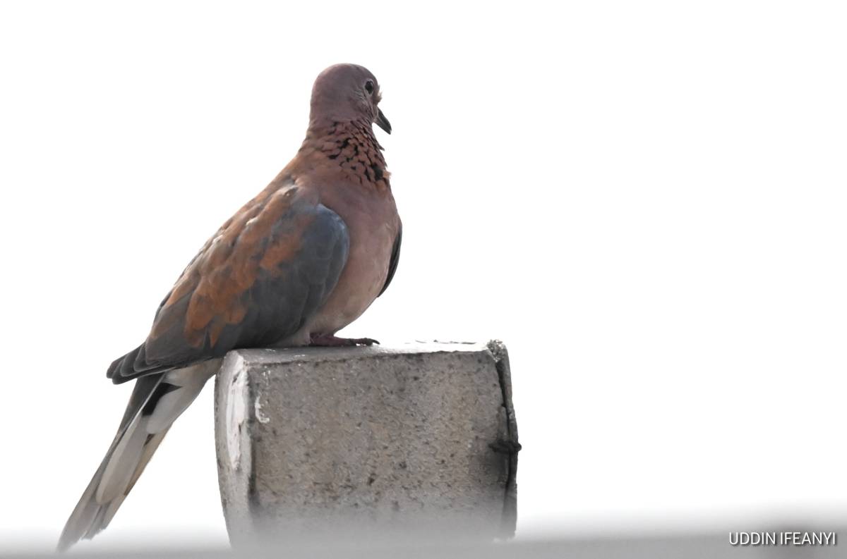 Birds of Lagos (Laughing Dove - Spilopelia senegalensis).
#BirdsOfLagos