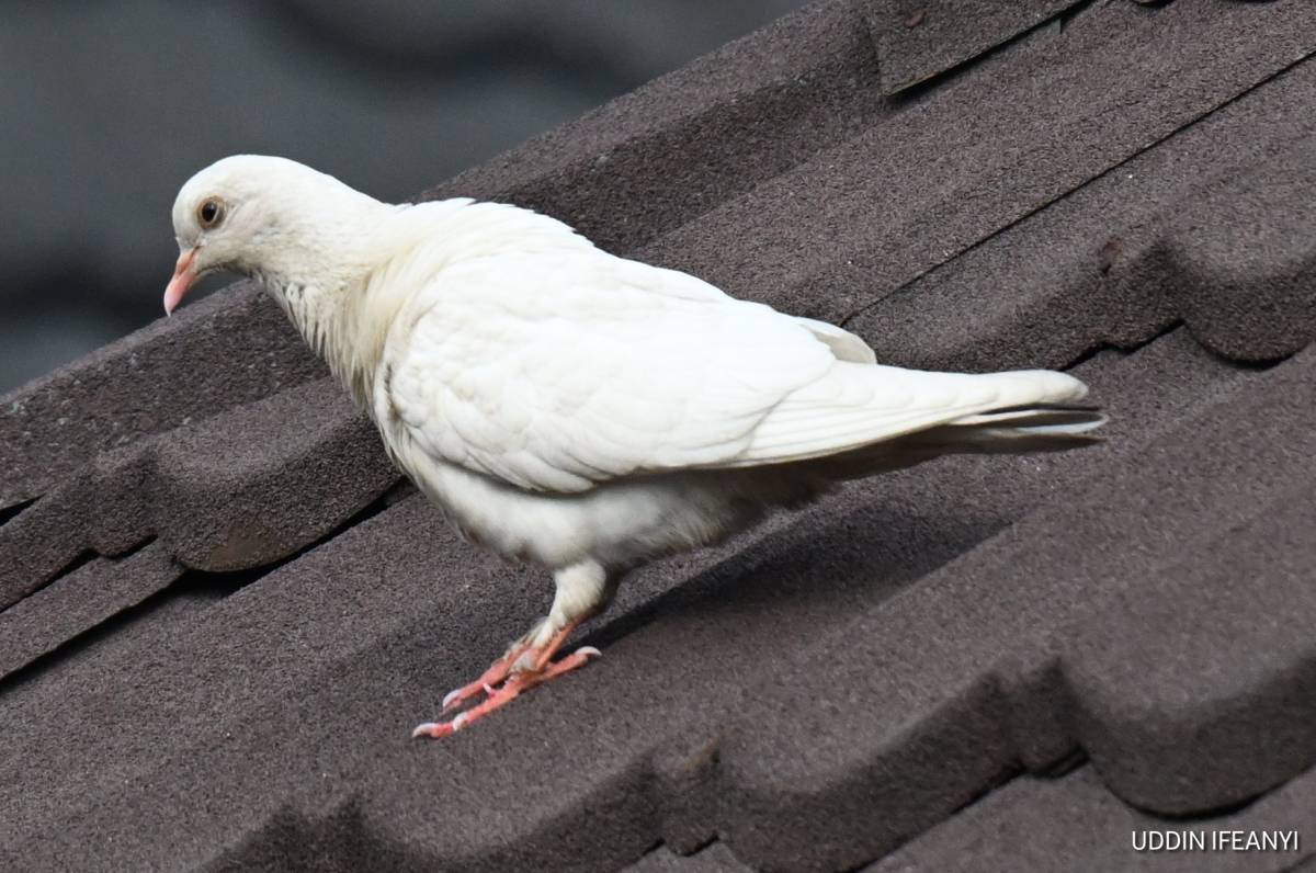 Birds of Lagos - Rock Pigeon (Columba livia).
#BirdsOfLagos