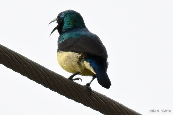 Birds of Lagos (Variable Sunbird -Cinnyris venustus).
#BirdsOfLagos