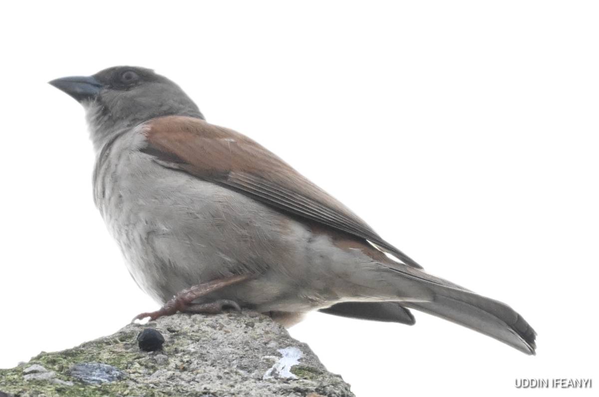 Birds of Lagos- Northern grey-headed sparrow (Passer griseus).
#BirdsOfLagos