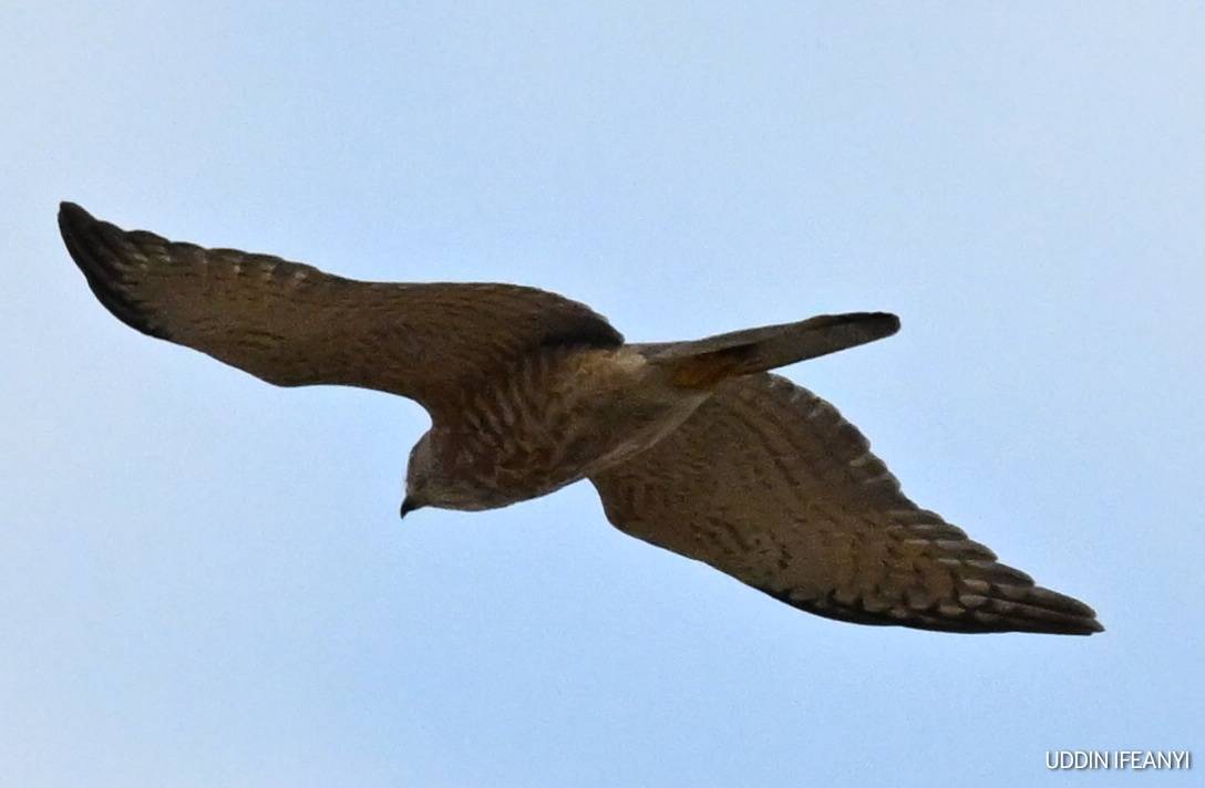 Birds of Lagos - Shikra (Tachyspiza badia).
#BirdsOfLahos