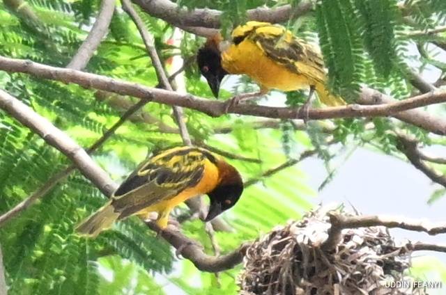 Birds of Lagos (Village weaver - Ploceus cucullatus).
#BirdsOfLagos
