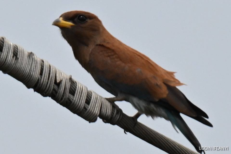 Birds of Lagos (Broad-billed Roller - Eurystomus glaucurus).
#BirdsOfLagos