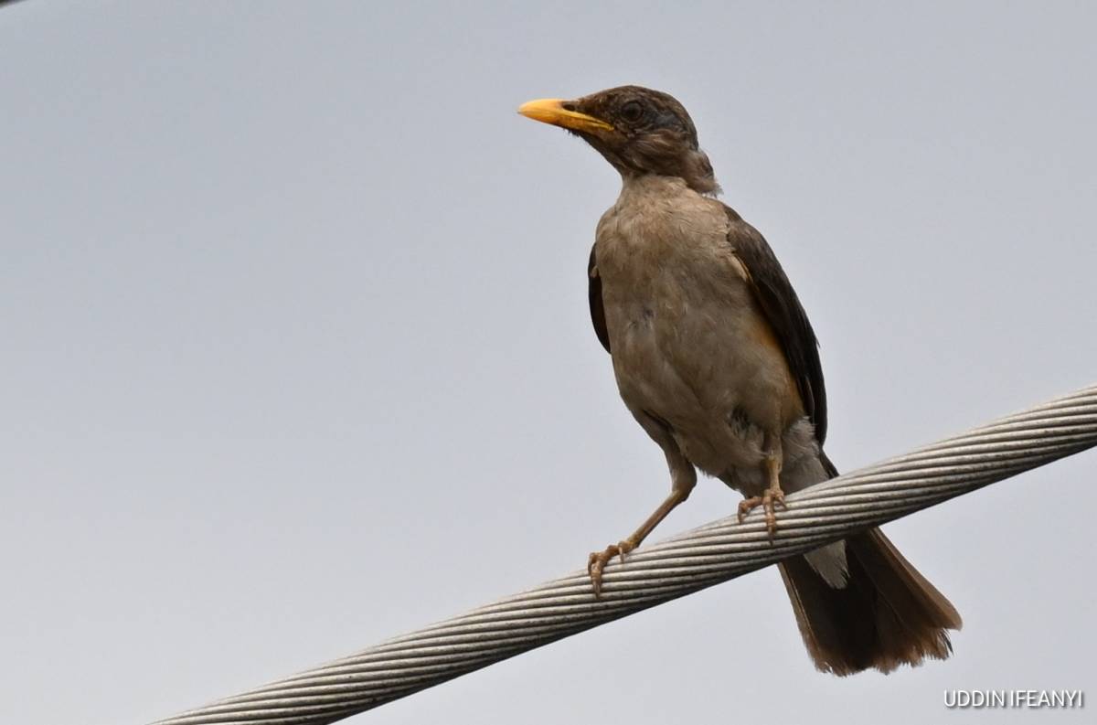 Birds of Lagos (African Thrush - Turdus pelios).
#BirdsOfLagos
