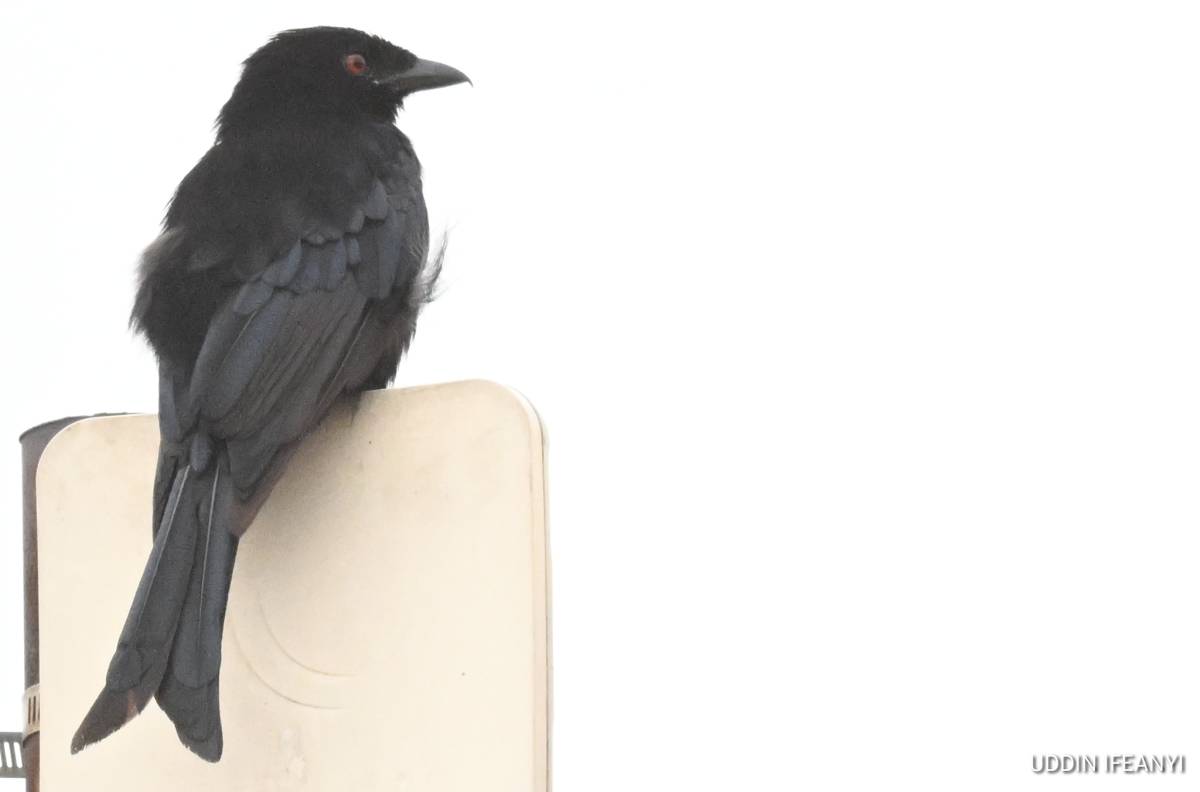 Birds of Lagos - Fork-tailed Drongo (Dicrurus adsimilis).
#BirdsOfLagos