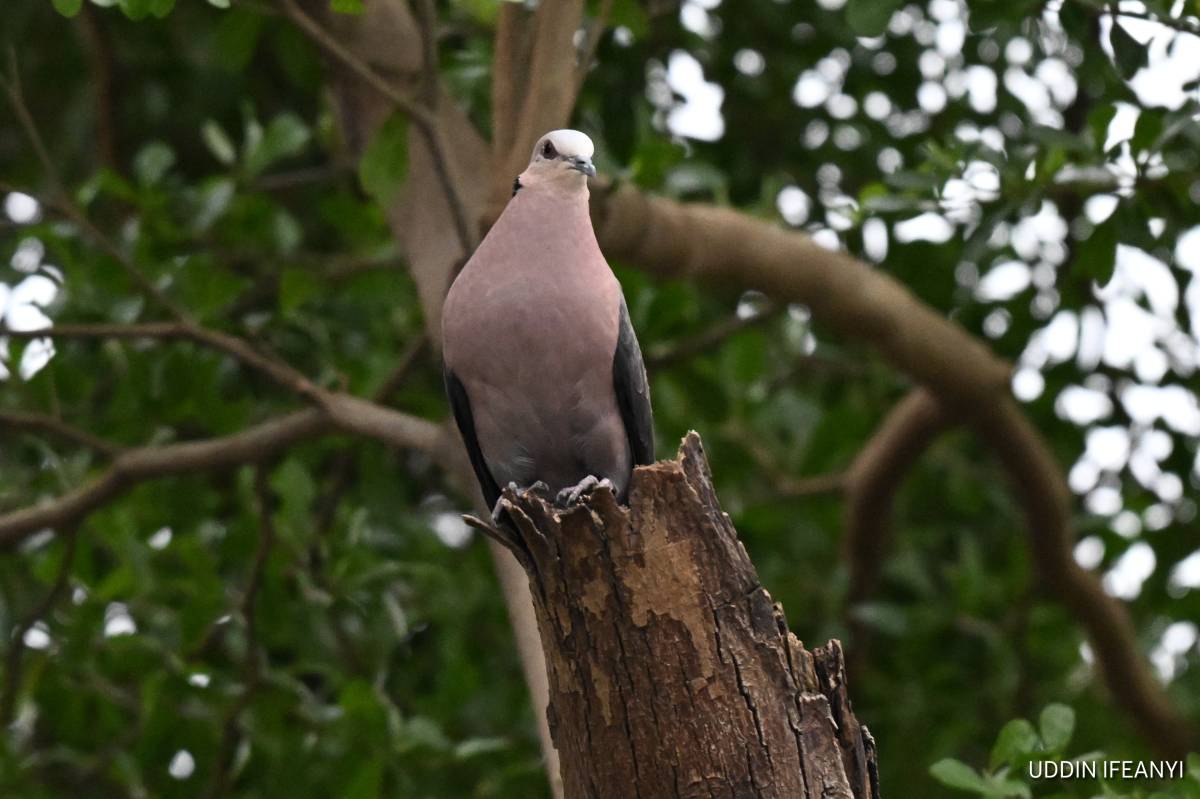 Birds of Lagos (Red-eyed Dove - Streptopelia semitorquata).