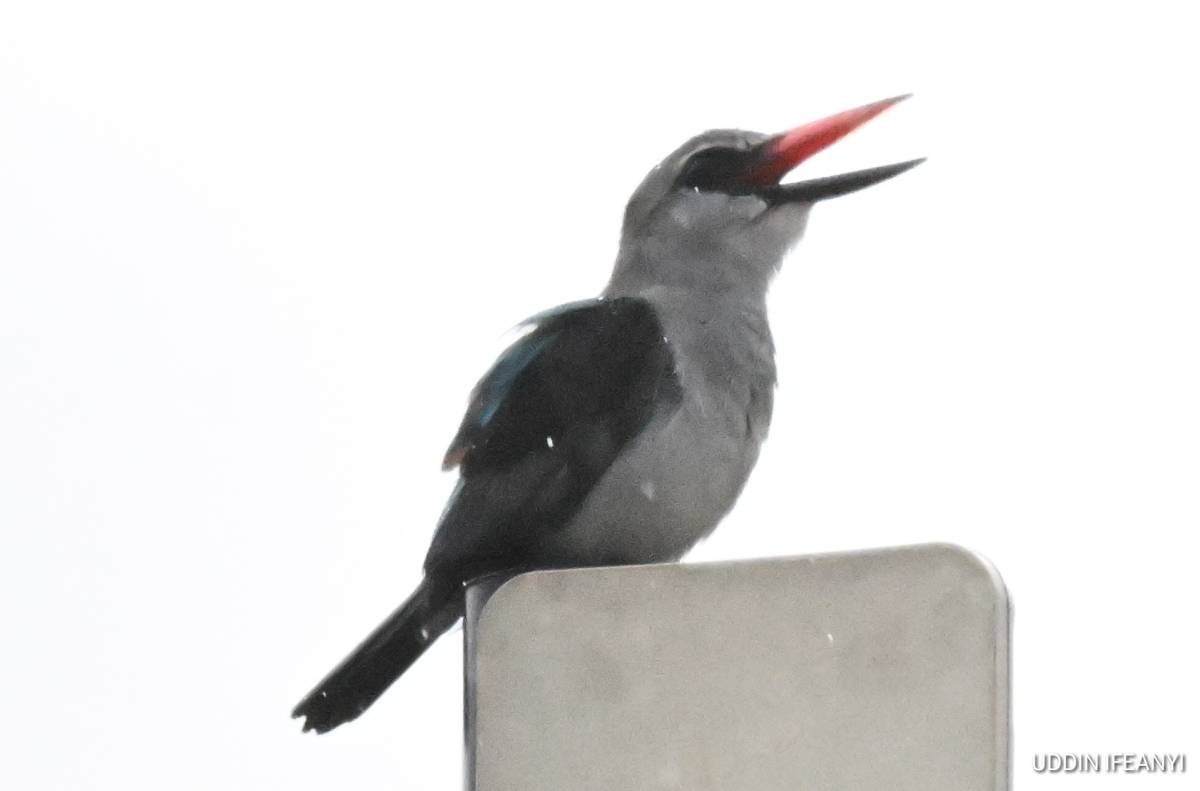 Woodland Kingfisher (Halcyon senegalensis).
Rain may foul the picture, but not the Woodland Kingfis...