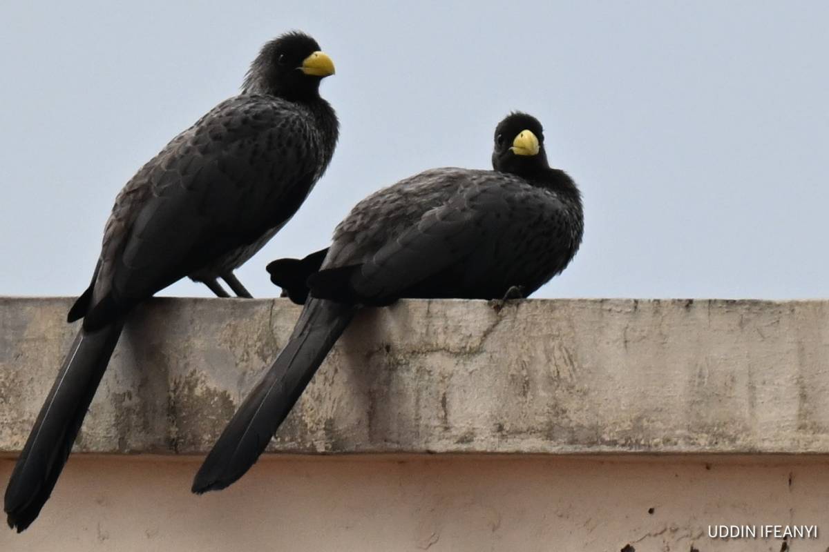 Known for their loud, unmistakable calls, Western Plantain-eaters (Crinifer piscator) are among the...