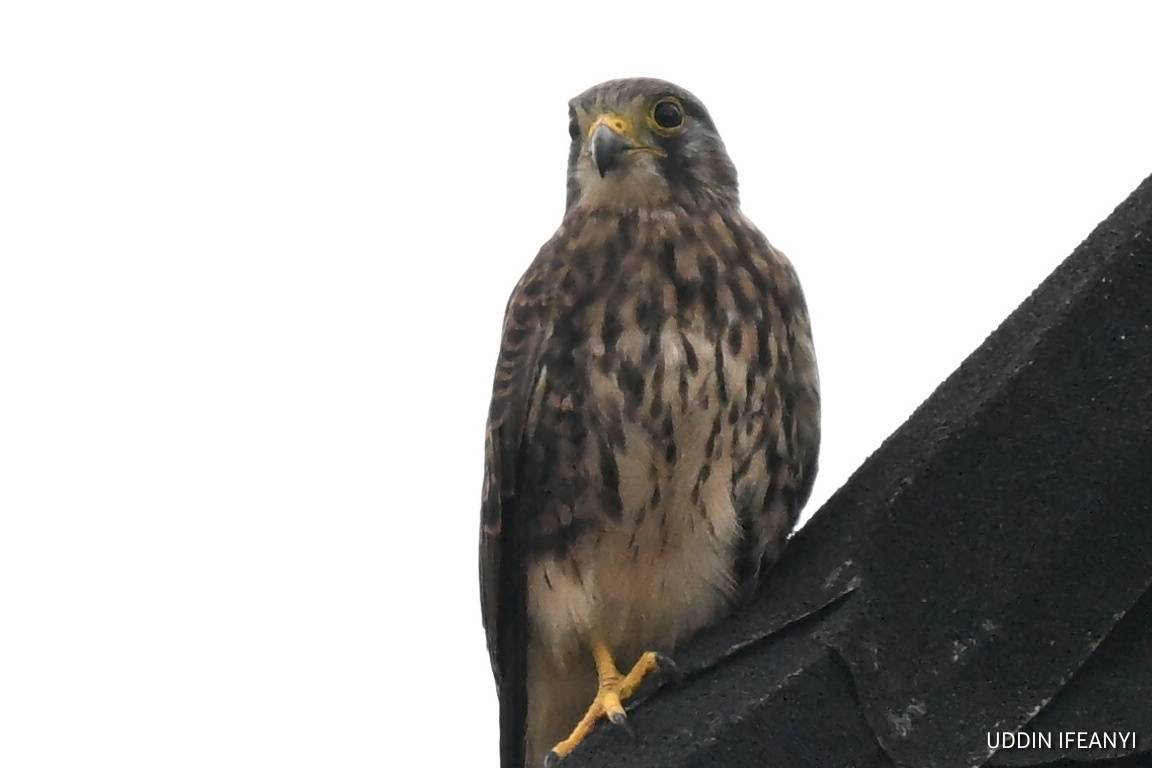 Best known for its ability to hover motionless in the wind, the Common Kestrel (Falco tinnunculus) c...