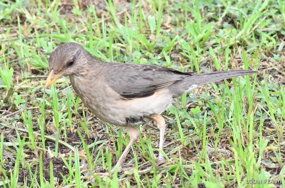 The African Thrush (Turdus pelios) is an adaptable bird, equally at home in forests, parks, and subu...