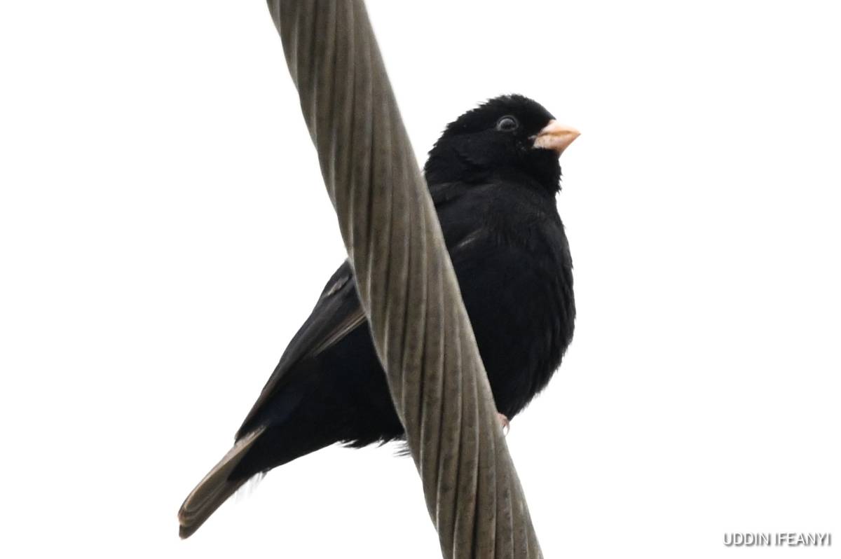 Despite its size (small), the Village Indigobird (Vidua chalybeata) is a brood parasite.

Rather tha...