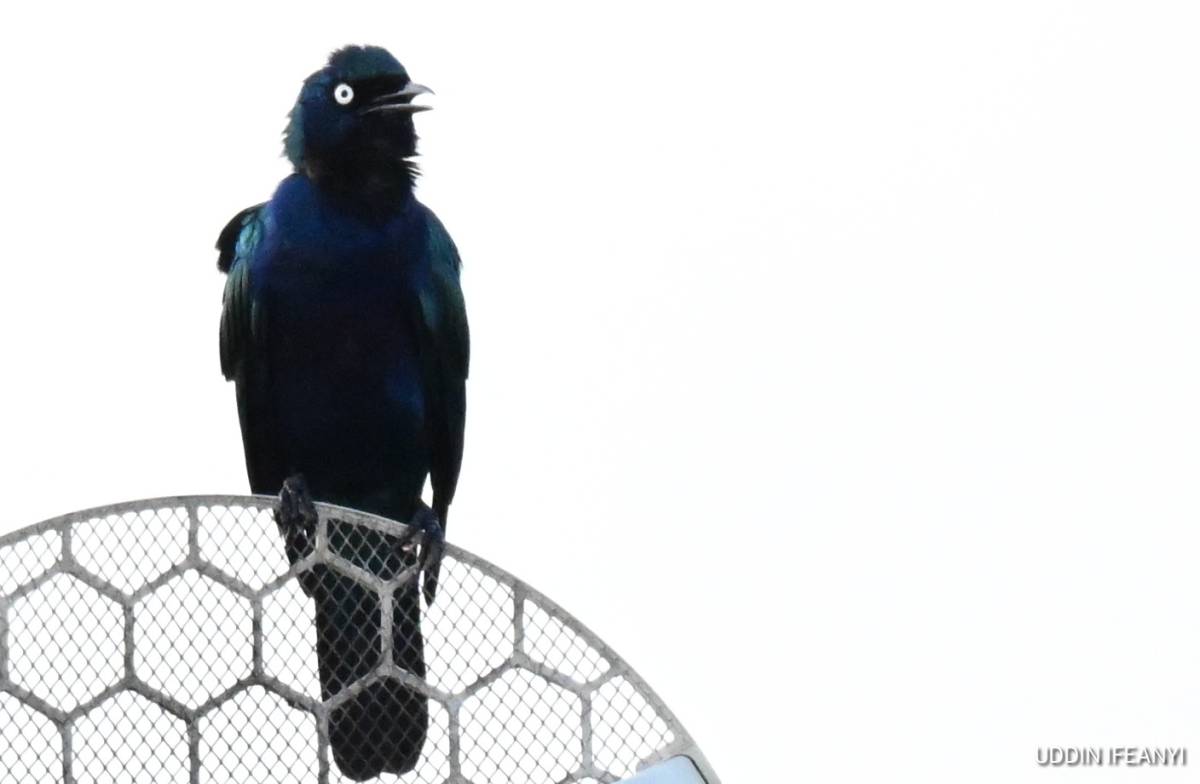 The Splendid Starling's (Lamprotornis splendidus) glossy feathers shimmer from blue to green dependi...