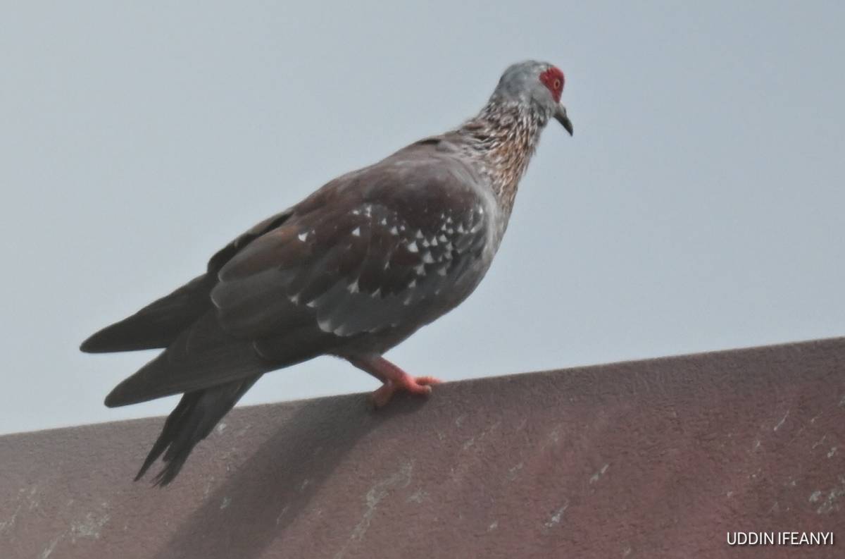 One of Africa’s most familiar city birds, the Speckled Pigeon (Columba guinea) is recognised by its...