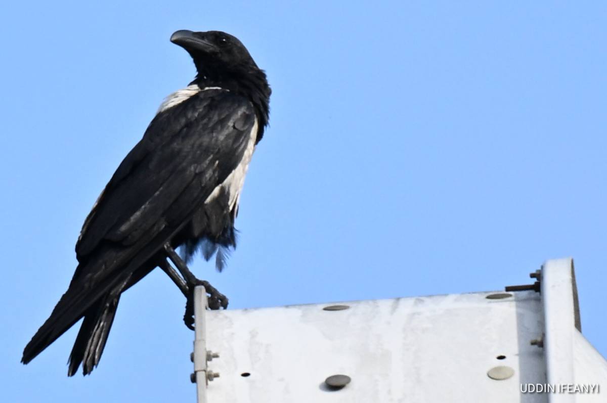 Highly intelligent and endlessly adaptable, Pied Crows (Corvus albus) are opportunistic feeders, eat...