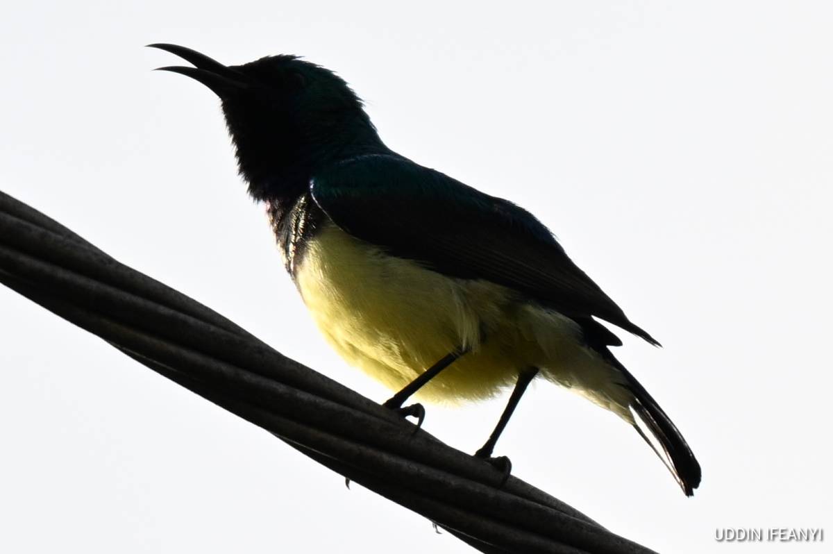 The Variable Sunbird's (Cinnyris venustus) dazzling colour complements its size.
Flashing metallic...