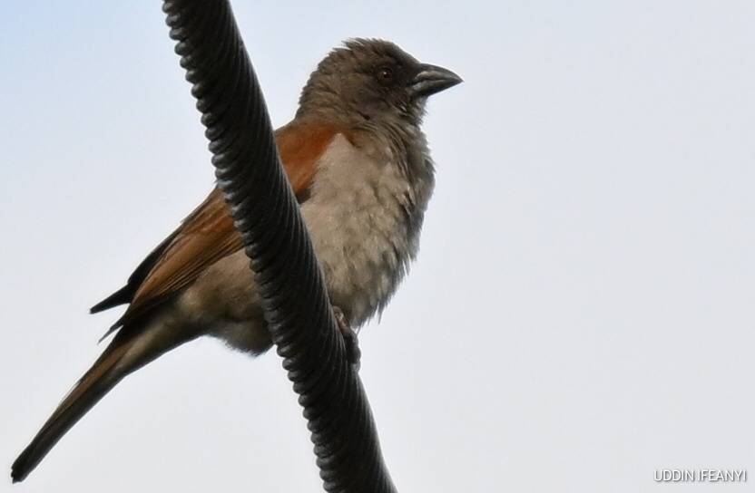 Northern Grey-headed Sparrows (Passer griseus) are highly social birds, often seen in pairs or smal...