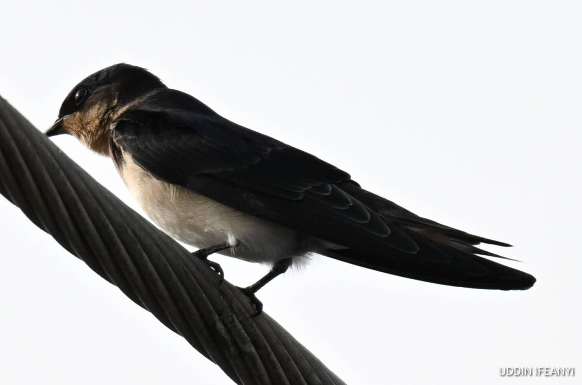 A familiar sight across much of sub-Saharan Africa, often nesting on buildings and bridges alongside...