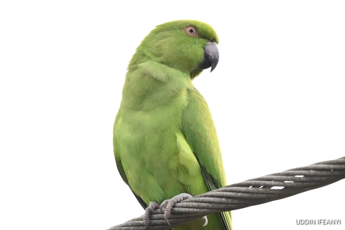 The Rose-ringed Parakeet (Psittacula krameri), one of the world’s most successful parrots, is native...
