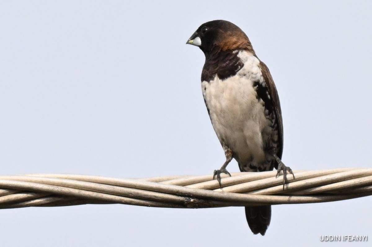Bronze Mannikins (Spermestes cucullata) build large, domed nests with a side entrance, woven from fi...