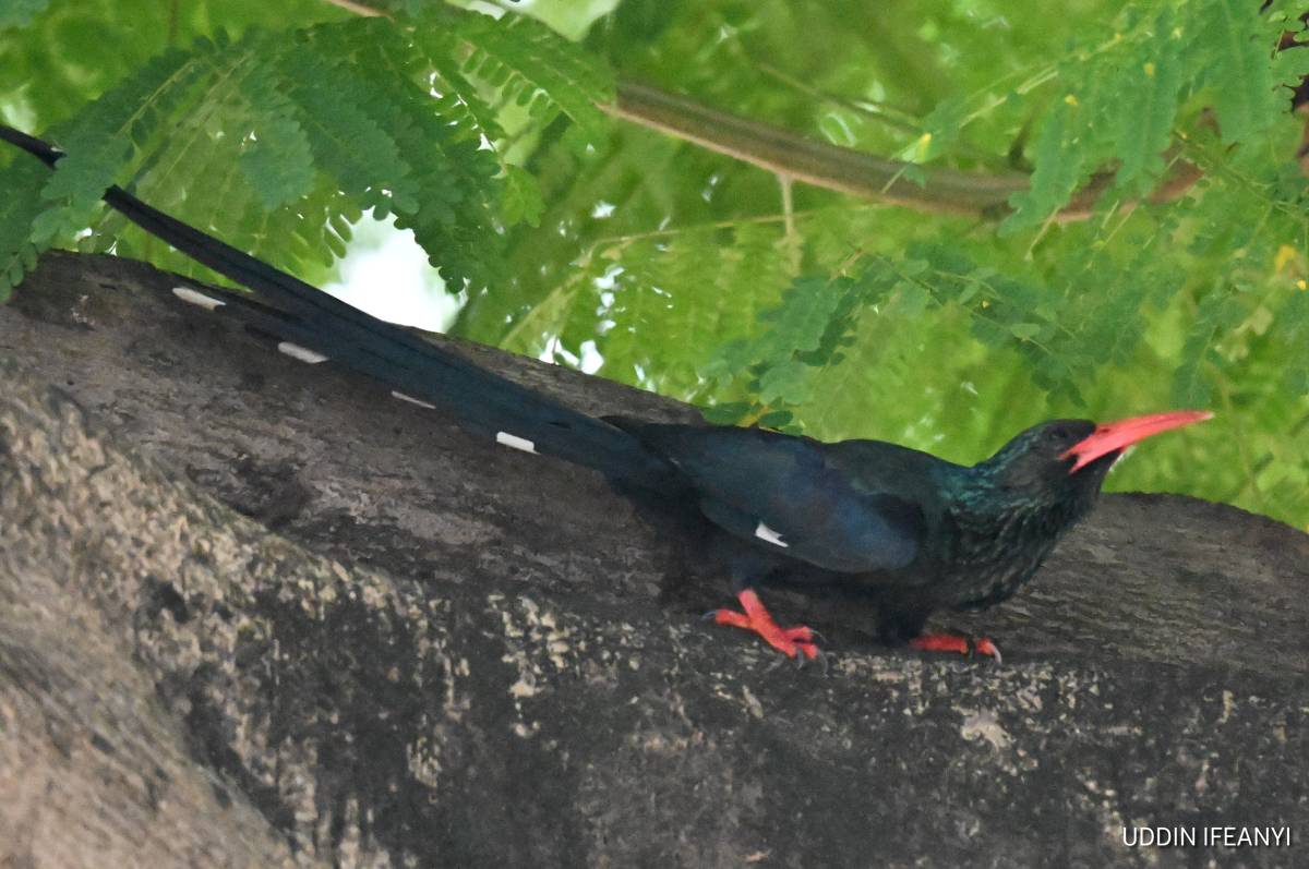 One of Africa’s most social woodland birds, Green Woodhoopoes (Phoeniculus purpureus) live in cooper...