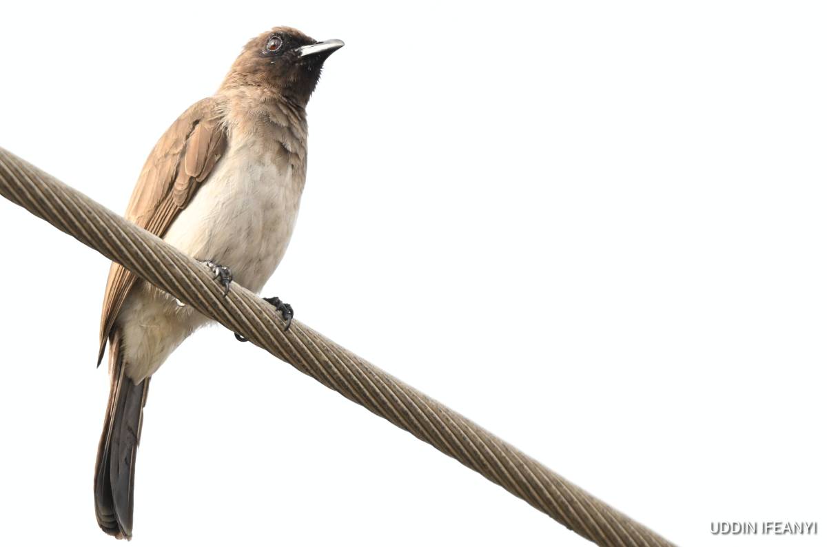 In spite of its unassuming appearance, the Common Bulbul (Pycnonotus barbatus) is an important seed...