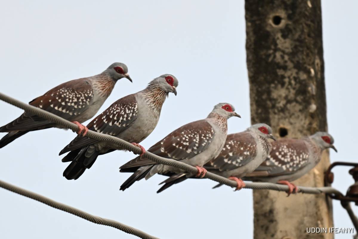 One of Africa’s most familiar city birds, the Speckled Pigeon (Columba guinea) is recognised by its...