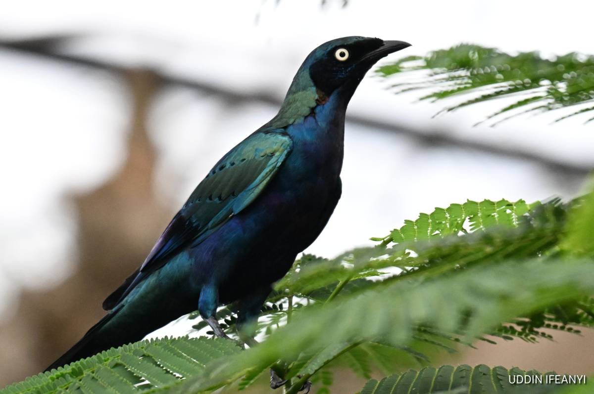 The Splendid Starling's (Lamprotornis splendidus) glossy feathers shimmer from blue to green dependi...