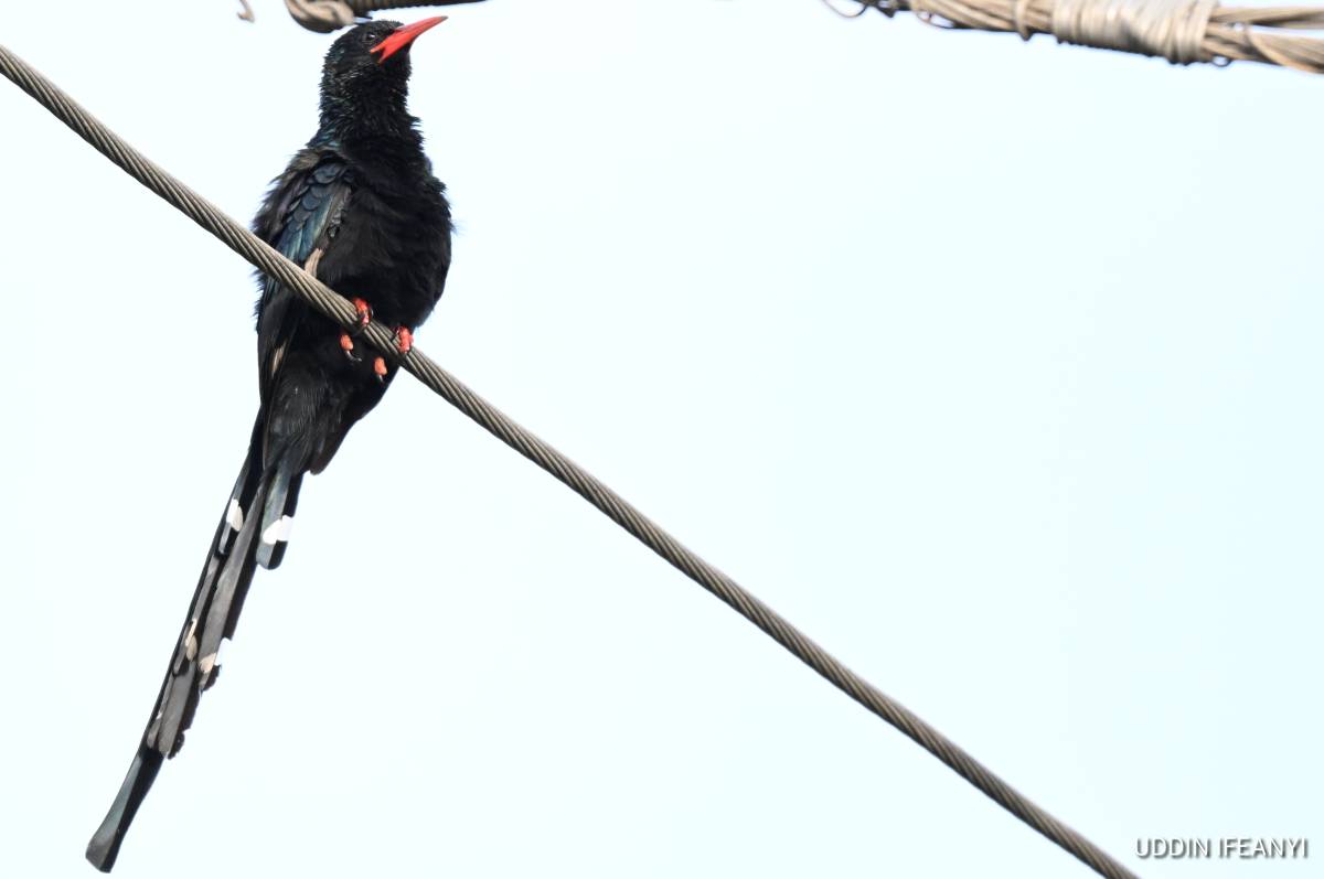 One of Africa’s most social woodland birds, Green Woodhoopoes (Phoeniculus purpureus) live in cooper...