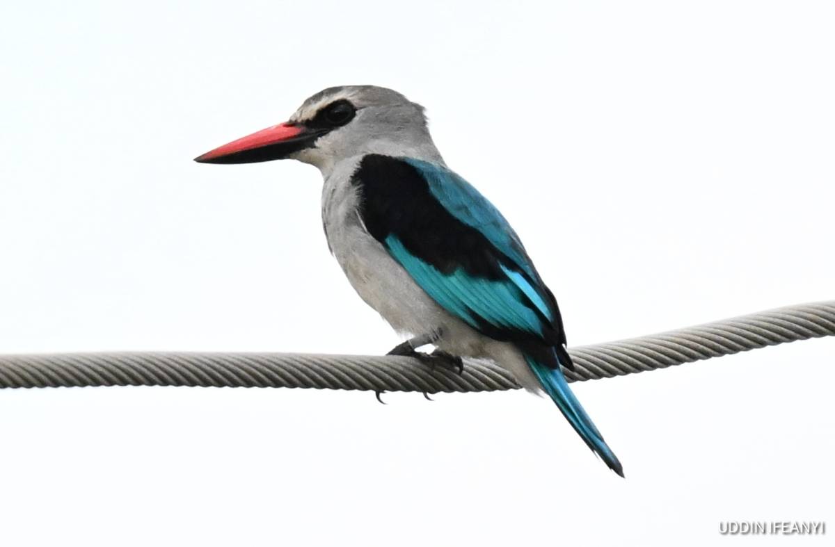 In many parts of Africa, the Woodland Kingfisher’s (Halcyon senegalensis) arrival coincides with the...