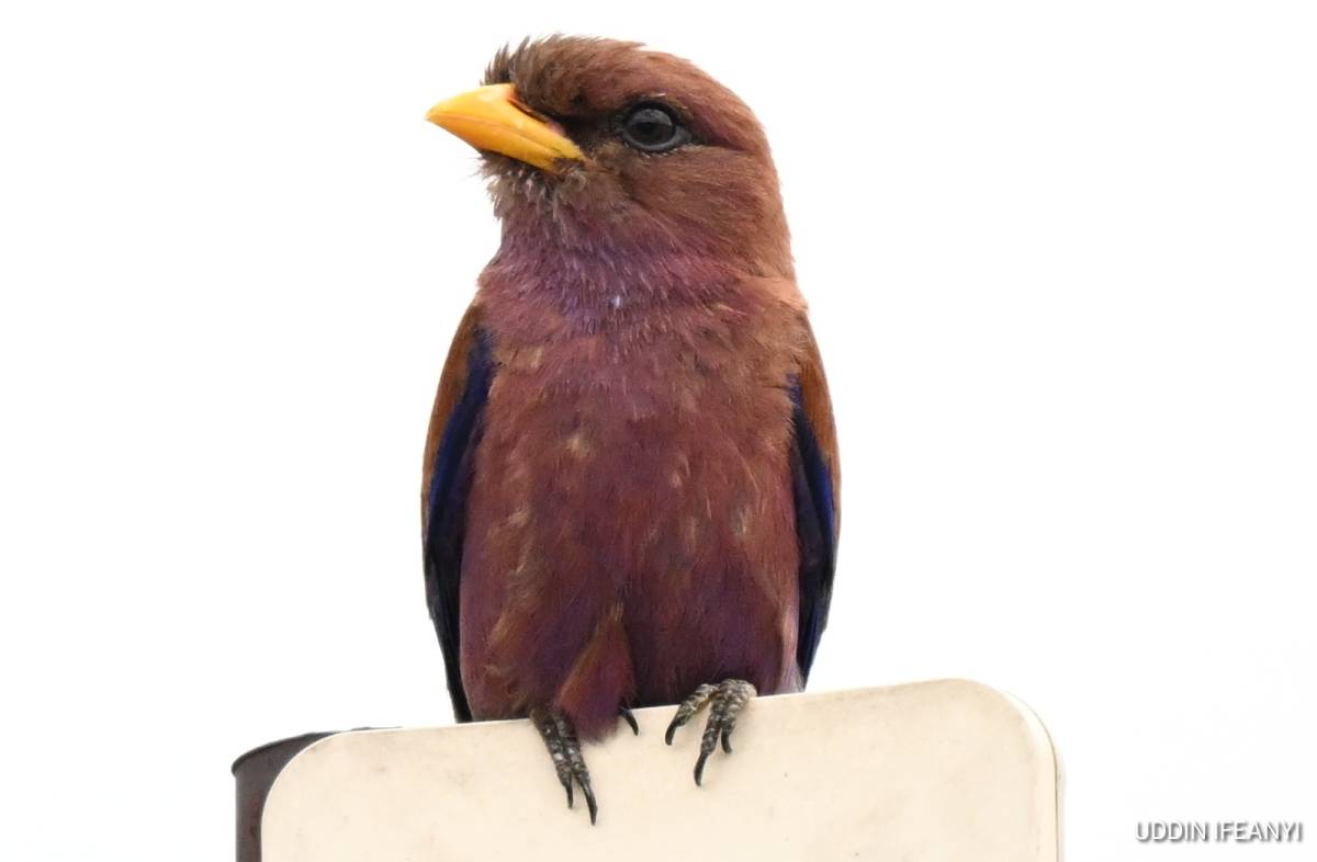 The Broad-billed Roller (Eurystomus glaucurus) is one of Africa’s most striking forest-edge birds, t...