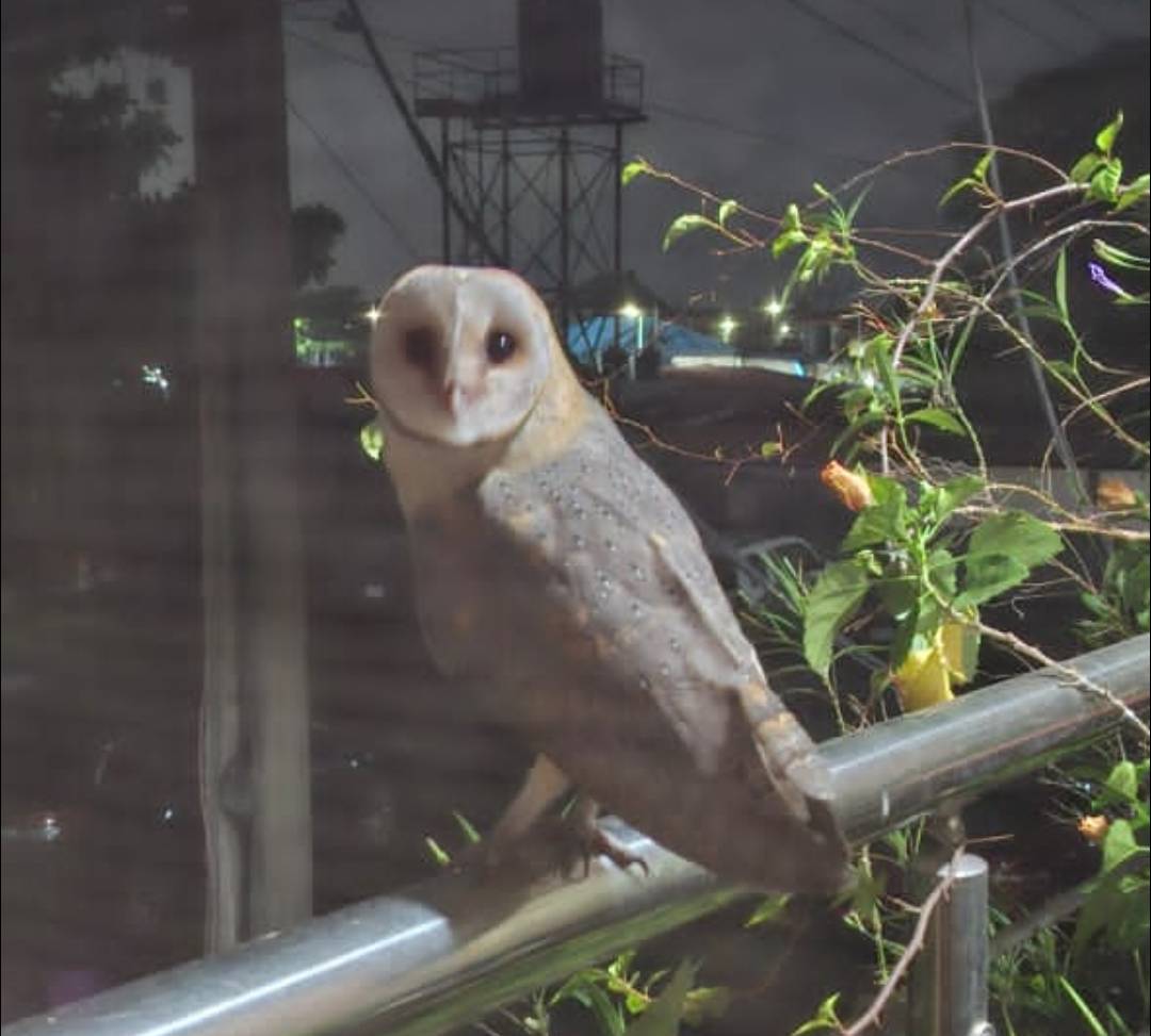 B. A. Harper sent me this beautiful picture of what looks like the "Western Barn Owl - Tyto alba"....