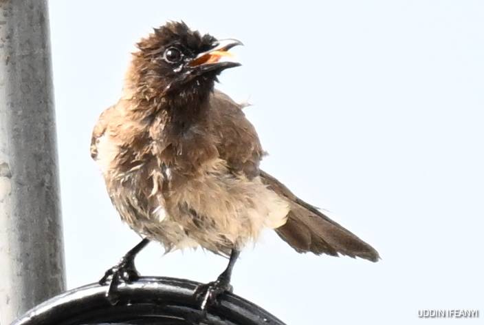In spite of its unassuming appearance, the Common Bulbul (Pycnonotus barbatus) is an important seed...