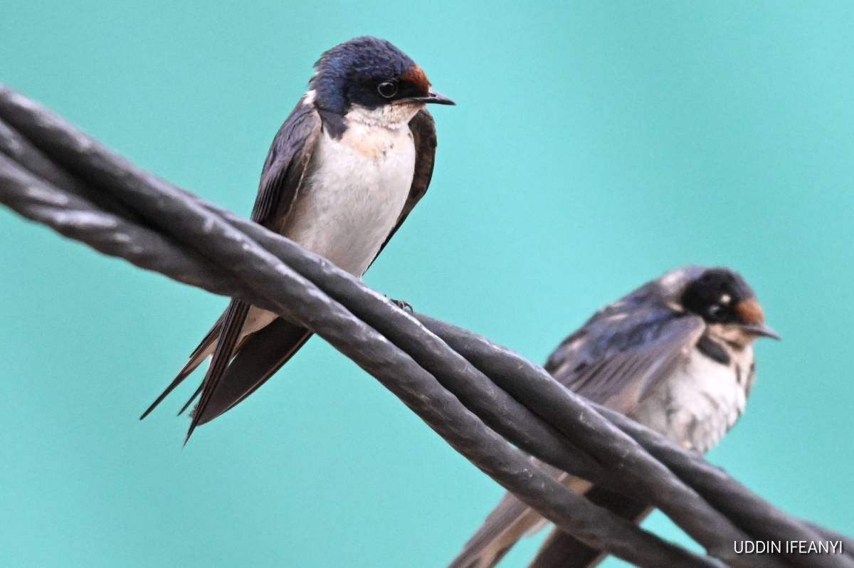 A familiar sight across much of sub-Saharan Africa, often nesting on buildings and bridges alongside...