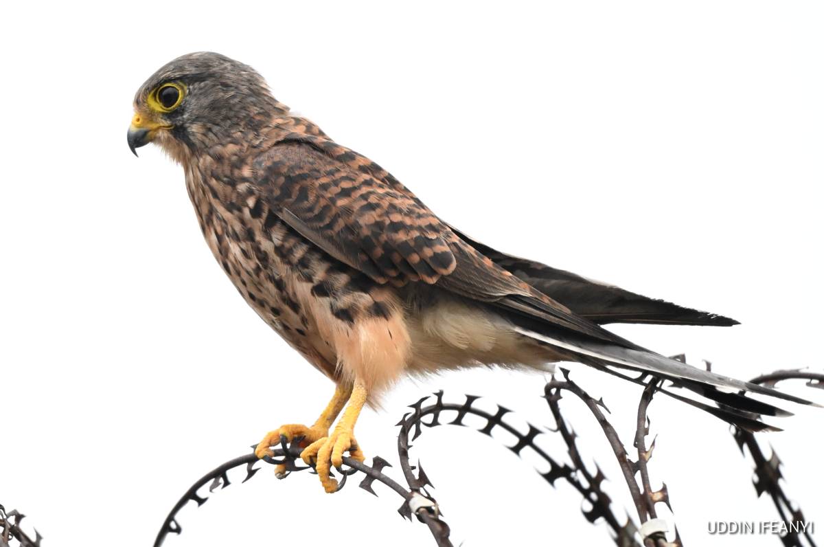 Best known for its ability to hover motionless in the wind, the Common Kestrel (Falco tinnunculus) c...