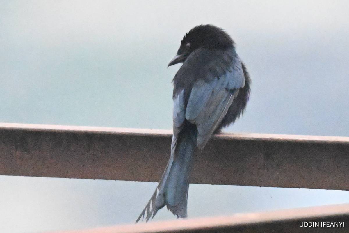 The Fork-tailed Drongo (Dicrurus adsimilis) is one of Africa's most intelligent and charismatic bird...