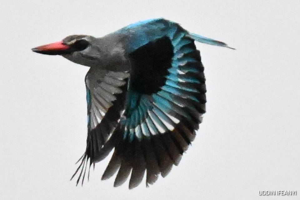In many parts of Africa, the Woodland Kingfisher’s (Halcyon senegalensis) arrival coincides with the...