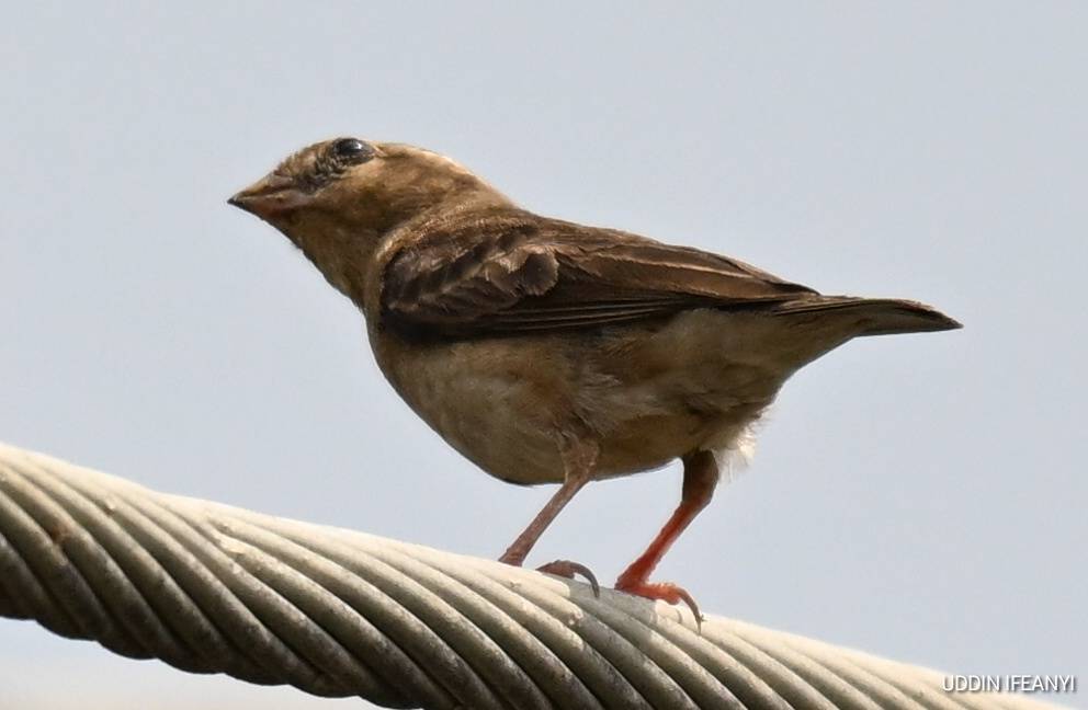 Modest in appearance for much of the year, the Wilson’s Indigobird (Vidua wilsoni) conceals one of n...