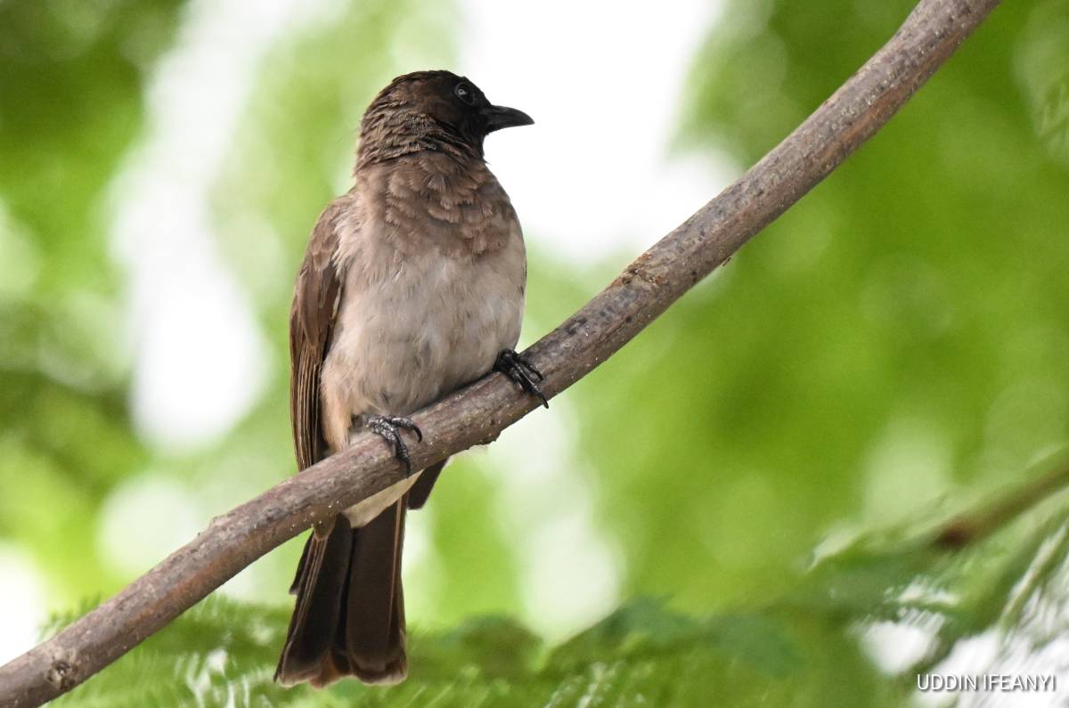 In spite of its unassuming appearance, the Common Bulbul (Pycnonotus barbatus) is an important seed...