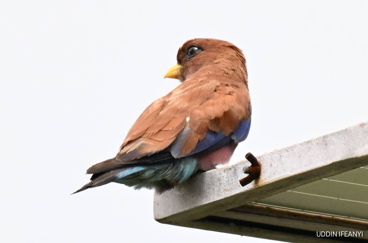 The Broad-billed Roller (Eurystomus glaucurus) is one of Africa’s most striking forest-edge birds, t...