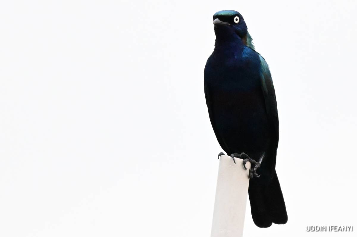 The Splendid Starling's (Lamprotornis splendidus) glossy feathers shimmer from blue to green dependi...