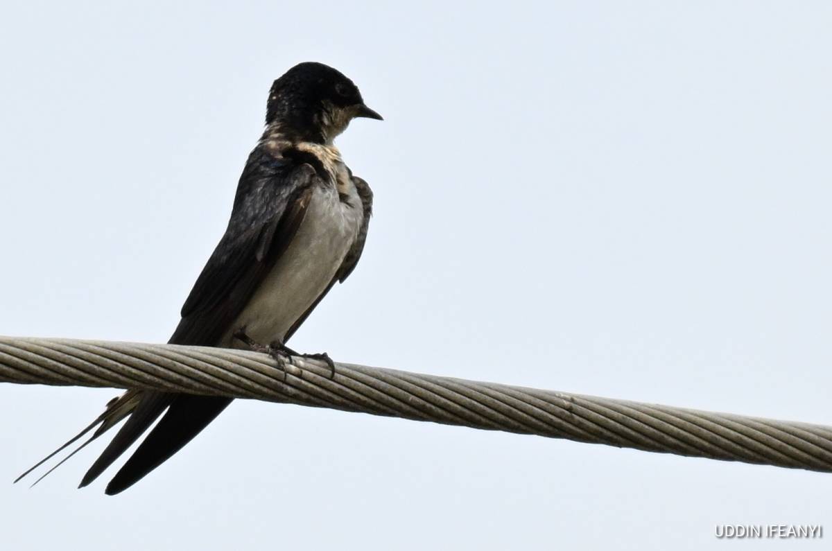 A familiar sight across much of sub-Saharan Africa, often nesting on buildings and bridges alongside...