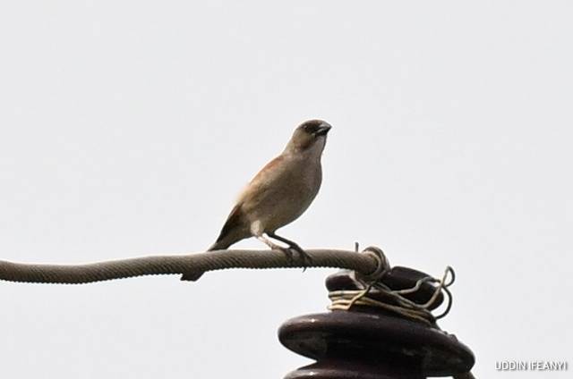 Northern Grey-headed Sparrows (Passer griseus) are highly social birds, often seen in pairs or small...