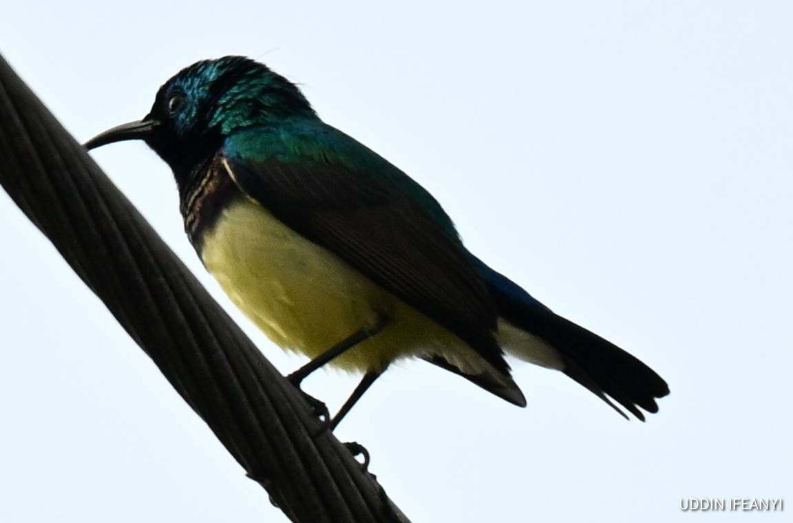 The Variable Sunbird's (Cinnyris venustus) dazzling colour complements its size.
Flashing metallic...
